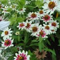Zinnia x 'Zahara Starlite'